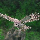 Barred Owl in Flight